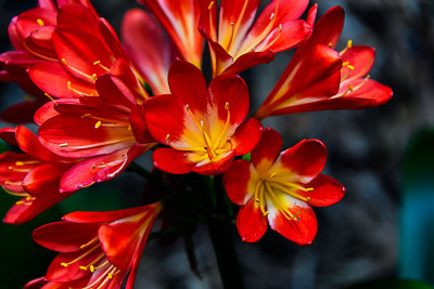 D51_1495_OrangeSplash.jpg