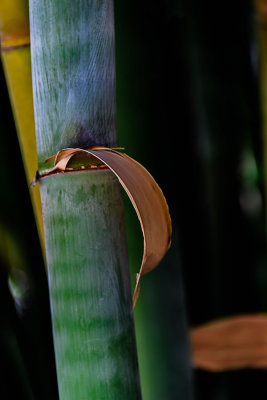 D52_2167_Bamboo.jpg