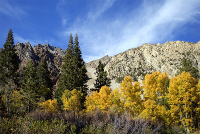 Aspens
