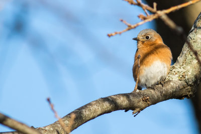 20150203_J6A0773.jpg