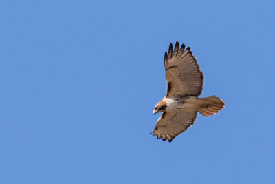 20150210_J6A1133.jpg
