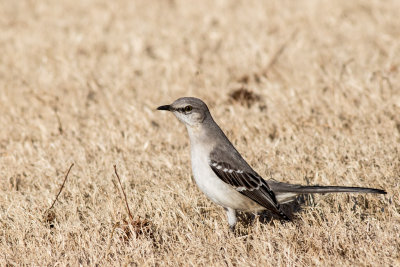 20150211_J6A1637.jpg