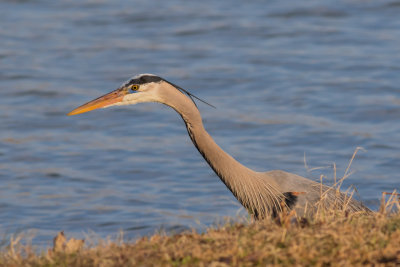 20150211_J6A1879.jpg