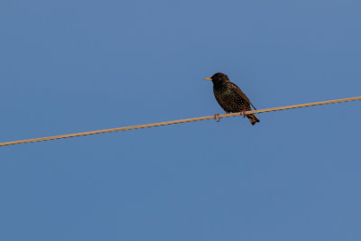 20150211_J6A1906.jpg