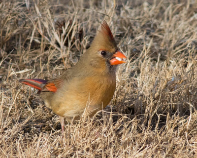 20150210_J6A1373.jpg