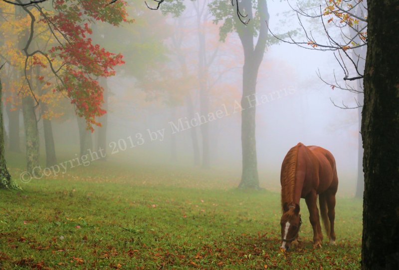 Horse A midst the Fog 