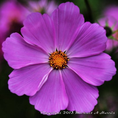 Wildflower - West Virginia