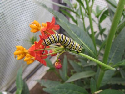 monarch caterpillar,  2014 028.jpg Monarch butterfly