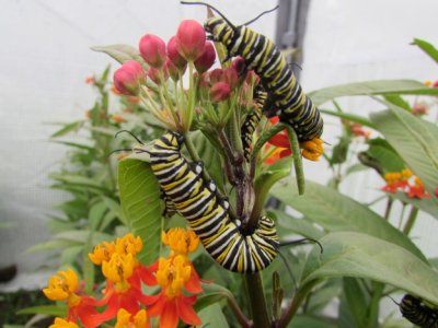 2014 141.jpg Monarch butterfly