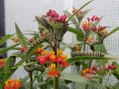 2014 145.jpg Monarch butterfly