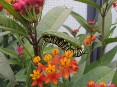- 2014 165.jpg Monarch butterfly, Milkweed 