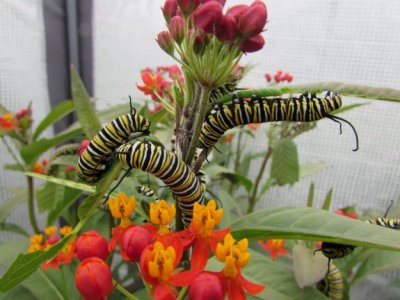  2014 169.jpg Monarch butterfly, Milkweed 