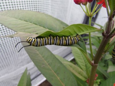 2014 170.jpg,Milkweed