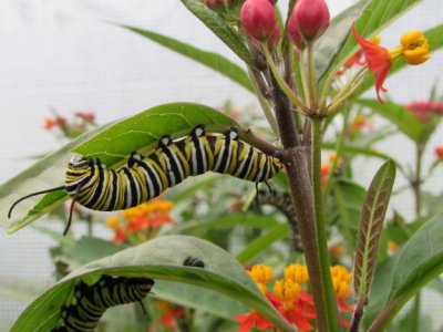 2014 207.jpg Monarch butterfly,Milkweed 