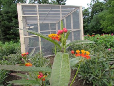 Milkweed 2014 254.jpg