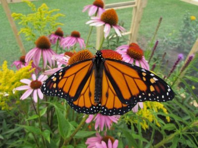  Monarch butterfly, 2014 316.jpg