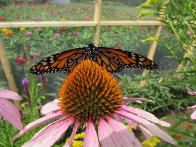  2014 329.jpg Monarch butterfly