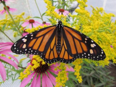  2014 341.jpg Monarch butterfly