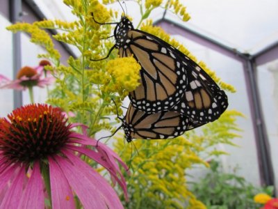 2014 373.jpg Monarch butterfly