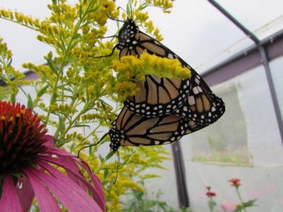  2014 390.jpg Monarch butterfly