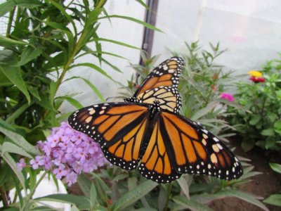  2014 407.jpg Monarch butterfly