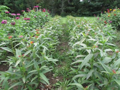 Milkweed  2014 589.jpg