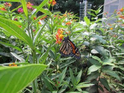 2014 629.jpg Monarch butterfly