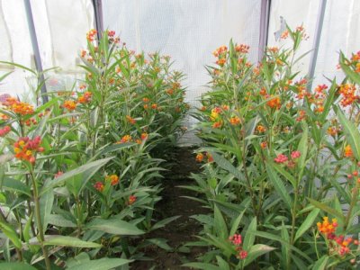 Milkweed 2014 206.jpg