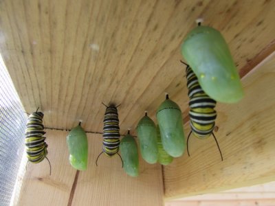 monarch caterpillar  9 - 12 - 2014 134.jpg