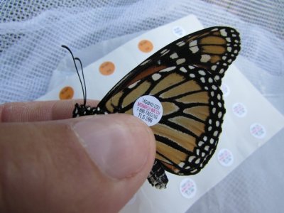 Monarch butterfly 9 - 12 - 2014 142.jpg