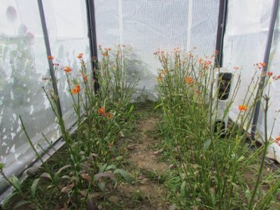 Milkweed 9 - 12 - 2014 146.jpg