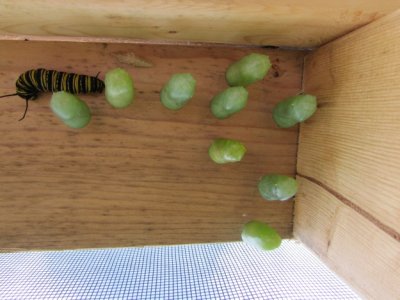 Monarch butterfly chrysalis,  9 - 12 - 2014 155.jpg