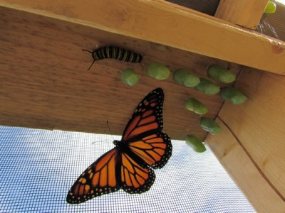 Monarch butterfly 9 - 12 - 2014 164.jpg