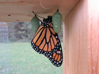 Monarch butterfly 9 - 12 - 2014 225.jpg