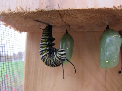 monarch caterpillar  9 - 12 - 2014 230.jpg