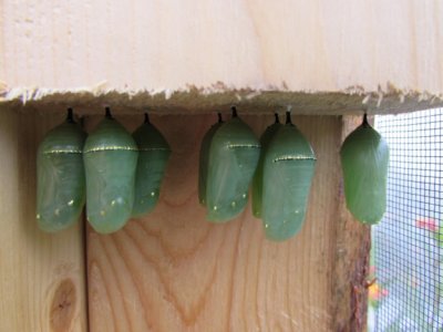 Monarch butterfly chrysalis   9 - 12 - 2014 243.jpg