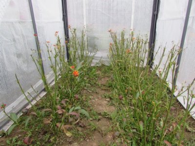 Milkweed 9 - 12 - 2014 248.jpg