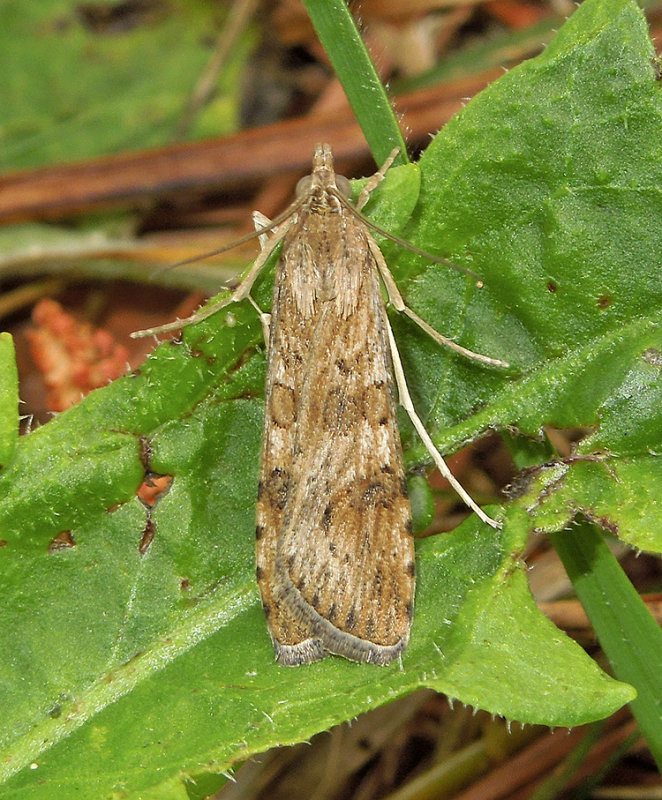 Lucerne Moth (5156)