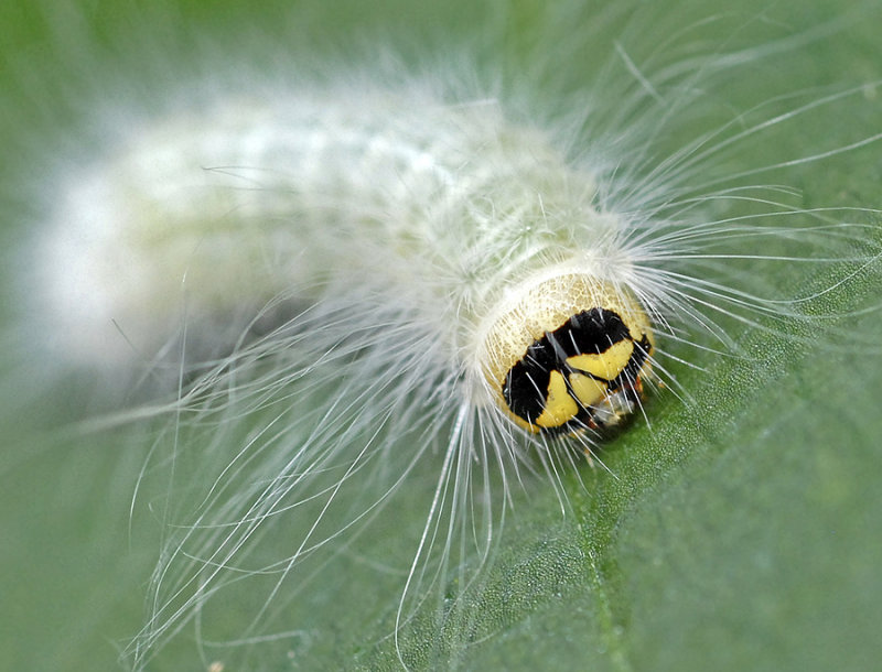 The Laugher Moth Caterpillar (9189)