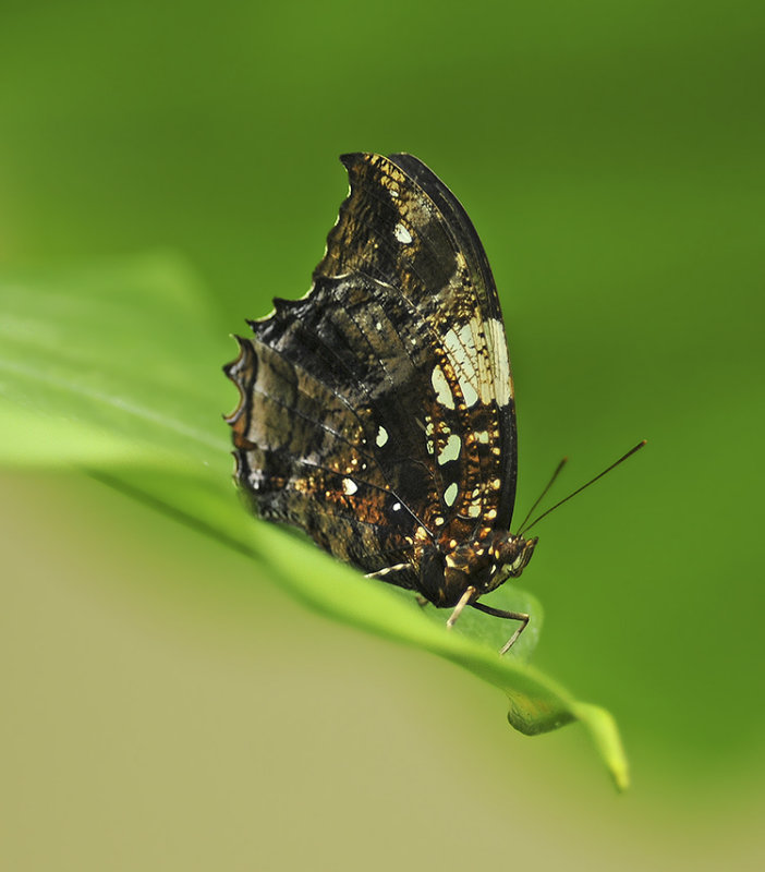 Marbled Leafwing 