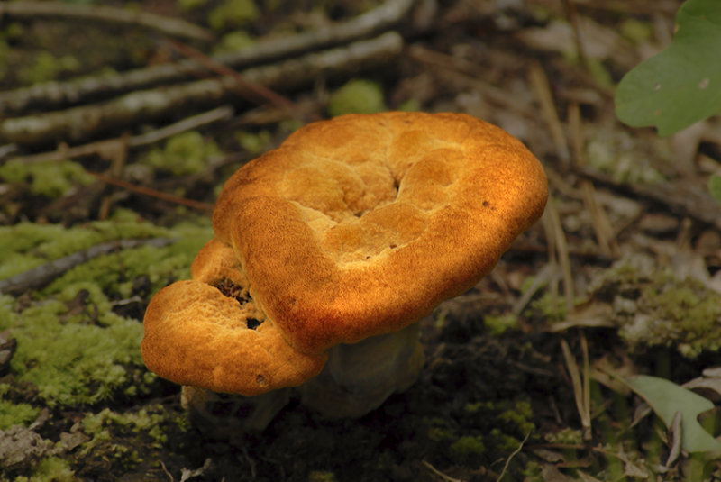 Unidentified  Mushroom 