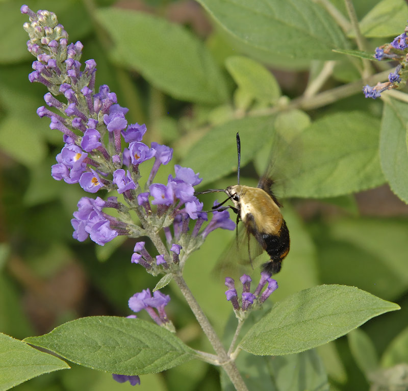 Snowberry Clearwing  (7855)