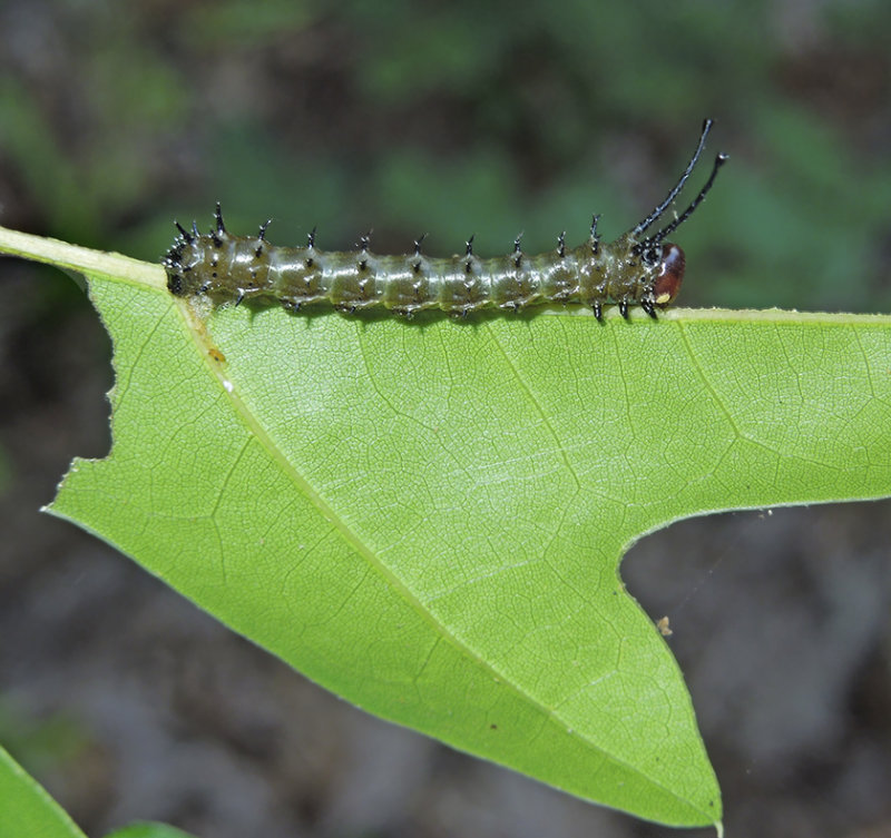 Spiny Oakworm Moth Caterpillar (7716) photo - lejun photos at pbase.com