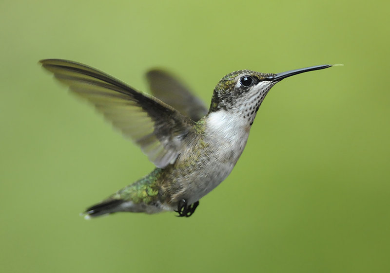 Subadult (1st Year Male)