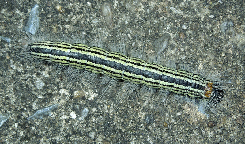 Contracted Datana Moth Caterpillar (7906)