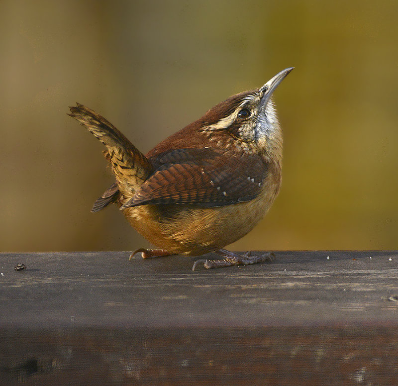 Carolina Wren