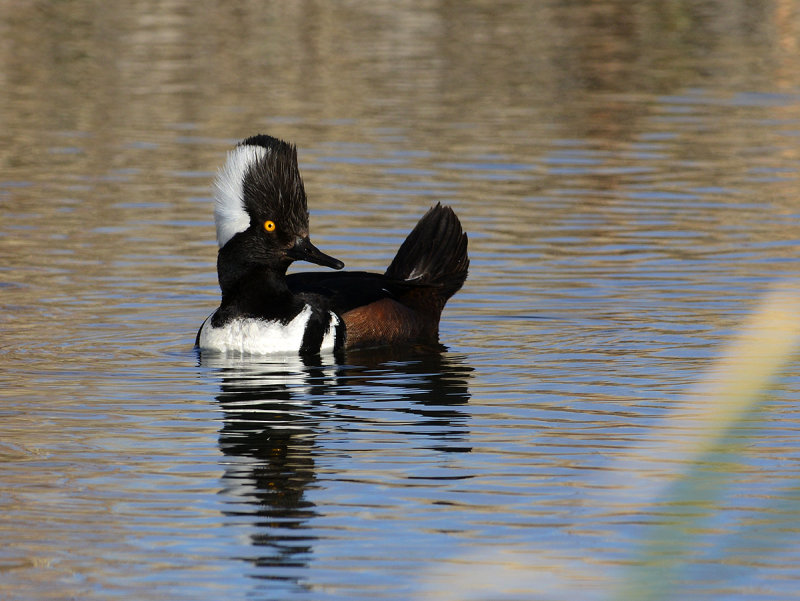 Hooded Merganser