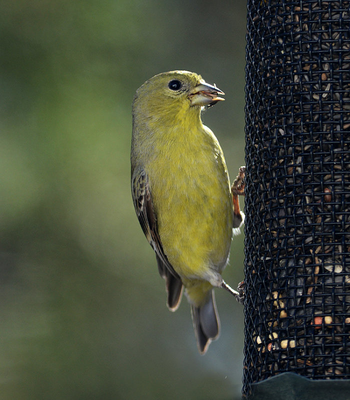 Lesser Goldfinch (Female)