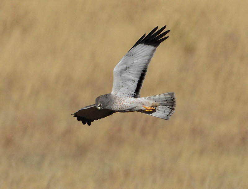 Northern Harrier 