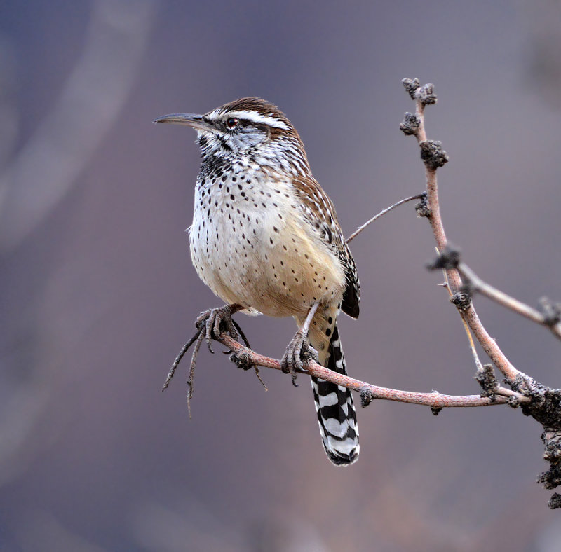 Cactus Wren 